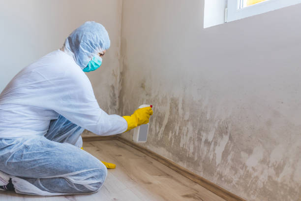 Best Post-Flood Mold Remediation in Melissa, TX