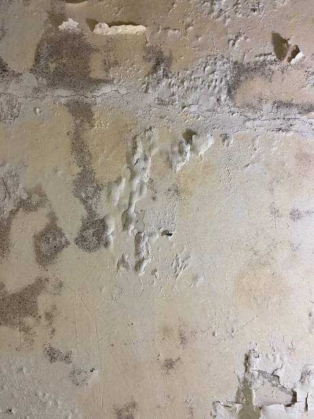 Best White Mold Remediation in Melissa, TX