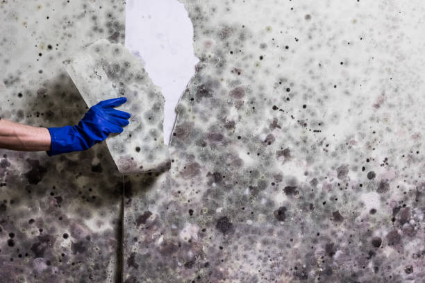 Best HVAC Mold Remediation in Melissa, TX
